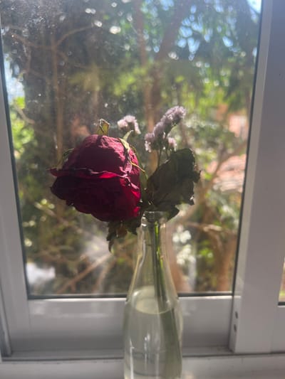 A wilted red rose head droops in a clear glass vase. The rose's leaves are dry and dark. Behind the vase, a window reflects a blurred, sunlit scene of trees and a building. The window frame is white, and light streams through the glass, creating reflections and highlights on the dusty surface. The image evokes a sense of decay and nostalgia.