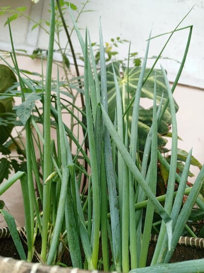 A vertical, medium-close-up photograph depicts a dense cluster of green, tubular-leaved plants, consistent with green onions or chives, growing in a woven planter. The leaves, varying in length and thickness, exhibit shades of green, with some lighter green and yellowish-green tones visible near their bases. The upper rim of the planter, visible at the bottom of the frame, displays a striped pattern of brown and beige woven material. In the background, diverse foliage is present; a prominent, broad leaf with distinct light green veining against a darker green surface is visible towards the mid-right, while numerous smaller, darker green leaves and slender stems from other plants occupy the left and central background. A light-colored wall or building surface forms the distant background, indicating an outdoor or semi-outdoor setting under natural daylight. The scene is located in Limbangan Sari, Indonesia.