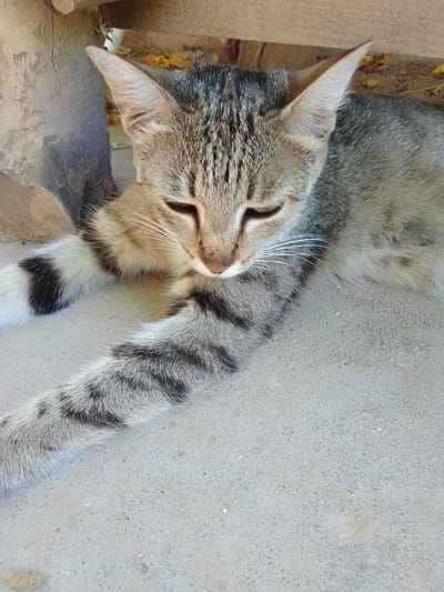A tabby cat is lying on a concrete surface next to a wooden structure. The cat is facing forward with its eyes closed, appearing to be resting. Its fur is a mix of grey, black, and tan stripes. One of its front legs is extended forward. The background shows a rough wooden beam and some dry leaves scattered on the ground. The scene is outdoors, likely in a rustic or natural setting. The location is specified as Muborak, Uzbekistan.