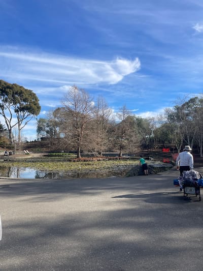The image depicts a sunny day at Berwick, Australia. The scene shows a tranquil pond filled with lily pads, reflecting the surrounding trees and a bright blue sky with scattered white clouds. On the left side of the pond, two individuals are seated on benches. A person wearing a light-colored shirt and a hat is walking away from the camera on a paved path in the foreground, pulling a cart laden with bags. To the left of the path, a young person in a green shirt is leaning over a stone wall bordering the pond. The environment is characterized by a mix of deciduous and evergreen trees, suggesting it could be autumn or winter.