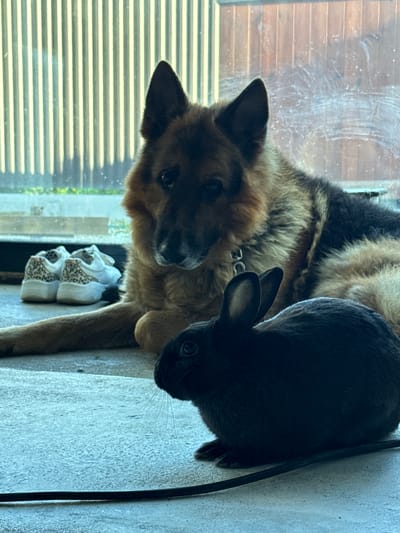 A German Shepherd dog and a black rabbit are positioned on a concrete ledge next to a window. The dog, predominantly tan and black, is looking towards the camera with its head tilted. A part of the rabbit, with dark fur and prominent ears, is visible next to the dog's head. Behind them, through a dirty window, horizontal blinds are visible, suggesting an indoor setting adjacent to an outdoor area. Below the dog and rabbit, a pair of white sneakers with a leopard print pattern are stacked on top of each other. The lighting suggests it could be daytime. The overall scene appears to be a quiet moment shared between the two animals.