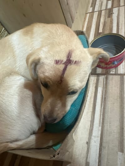 A light-colored dog, likely a Labrador or similar breed, is resting in a dog bed. A purple "X" mark is visible on the dog's forehead, possibly applied with a marker or similar substance. The dog bed has a teal-colored cushion. A metal can, red and silver in color, is positioned behind the dog's head. The background consists of horizontal wooden slats. The location is identified as Galiche, Bulgaria, based on image metadata.