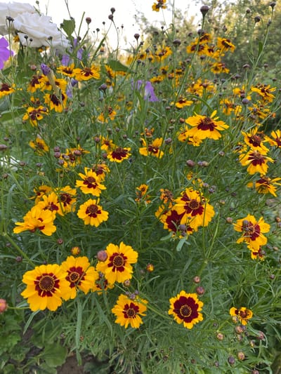 The image shows a close-up view of a garden filled with numerous small yellow flowers that have deep burgundy centers. The flowers are in various stages of bloom, with some fully open and others still as buds. The petals are delicate and pointed, and the green foliage forms a dense backdrop. In the upper left corner, a large white rose is visible, along with hints of purple and lavender flowers. The overall impression is of a vibrant and abundant floral display. The scene is likely located in a residential garden or park in the city of Ölön-Bulak, Kyrgyzstan, given the context.