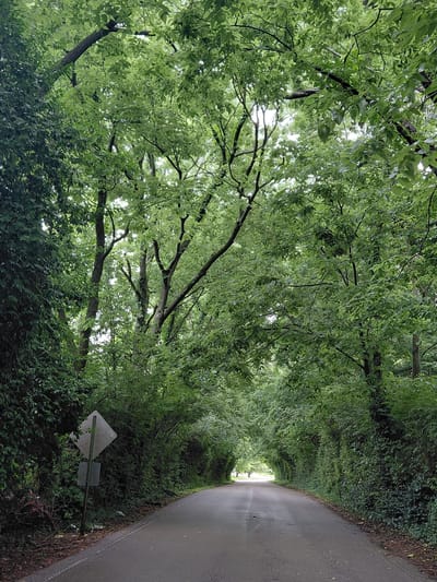 A paved road curves through a dense canopy of green trees, forming a natural tunnel effect. The trees, heavily laden with leaves, overhang the road from both sides, with sunlight filtering through the foliage, creating dappled light on the asphalt. On the left side of the road, near the foreground, a diamond-shaped sign on a pole is partially obscured by vegetation. Further down the road, two small figures, appearing to be people, are visible in the distance. The overall environment suggests a park or a wooded area within the city.