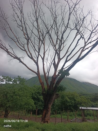 The image depicts a dead tree with bare branches in the foreground, silhouetted against a cloudy sky. Behind the tree, a lush green hillside is visible, with a portion of it obscured by clouds at the summit. In the middle ground, a line of trees forms a dense canopy. A rustic wooden fence and a small, simple structure with a corrugated metal roof are also present. The lower portion of the image shows a grassy area and what appears to be tilled soil. A date stamp "2026/06/18 17:28" and the text "natha" are overlaid in the bottom left corner. The scene appears to be a rural or semi-rural setting, possibly in El Chaparral, Venezuela, given the provided context.