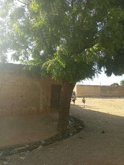 A sunlit scene showcases a large tree dominating the foreground. To the left stands a simple, earthen building with a metal door. A dry, dirt path stretches towards the horizon, where another building is visible. Two figures, likely adults and children, walk along the path. Debris is scattered along the base of the tree, suggesting a drainage ditch or area of erosion. The overall impression is of a rural or undeveloped area.