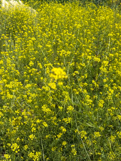 The image displays a close-up view of a field densely populated with small, yellow wildflowers. The flowers are clustered on thin, green stems that are interspersed with green foliage. The overall impression is of a vibrant, natural landscape dominated by the color yellow. The scene is likely outdoors, given the presence of wildflowers and greenery. The specific location in Korobivka, Ukraine is mentioned, suggesting this field is situated within that region. No people or specific objects are visible, and the focus is entirely on the botanical elements of the field.