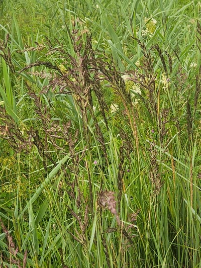 A cluster of tall, thin, green reeds and grasses dominates the frame. Interspersed among them are stalks of reddish-brown grass with seed heads that are feathery and elongated. Some of the green blades have small droplets of water on them, indicating recent rain or dew. In the background, a soft focus of lighter green foliage and a few scattered white flowers can be seen. The overall impression is of a natural, untamed wetland or meadow. The image does not contain any people, buildings, or specific landmarks that would indicate a particular location within Kurovo, Russia, beyond the general description of a grassy, wetland environment.