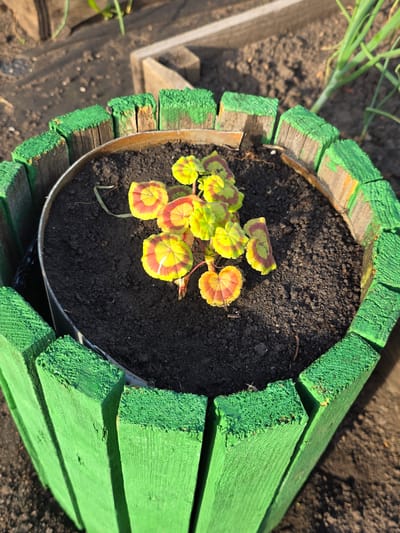 The image shows a close-up of a small plant with variegated leaves in a planter. The planter is a cylindrical container lined with metal and surrounded by a decorative border made of short, vertical wooden planks painted bright green. The planks are rough and show signs of wear. The soil in the planter is dark and appears moist. The background is out of focus and shows dry earth, some wooden structures, and green plant stalks, possibly suggesting an outdoor garden setting. There are no people or animals visible in the image. The scene is brightly lit, indicating it was taken outdoors during the day, likely in sunlight. There is no information in the image to suggest the location is Petrushenko, Russia.