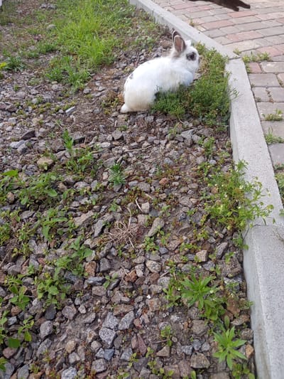 A white rabbit with gray markings on its ears and face sits on a patch of green vegetation next to a concrete curb and a brick pathway. The ground is covered in small gray and brown stones, with scattered green plants. A dark brown animal, possibly a cat, is partially visible lying on the brick pathway in the upper right corner of the image. The scene appears to be outdoors, in a park or garden area. The location is identified as Vilshany, Ukraine.