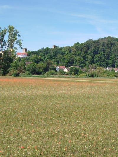 The image shows a picturesque rural landscape under a clear blue sky. In the foreground, a vast field is covered with a dense carpet of wildflowers, predominantly poppies in vibrant red and small white flowers. The field stretches towards a treeline in the middle ground. Behind the treeline, a cluster of white buildings with red roofs is nestled on a gentle slope, suggesting a village or small town. Above the buildings and trees, a historical ruin, likely a castle tower, is visible on the crest of the hill. The overall scene evokes a sense of natural beauty and historical presence, consistent with the picturesque surroundings of Karlstadt, Germany.