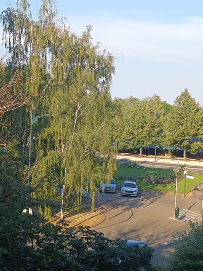 This is an outdoor, eye-level, medium shot of a street in Thionville, France, bathed in the warm glow of late afternoon sun. A large, leafy birch tree dominates the left side of the frame, its branches casting long shadows across the asphalt.
In the middle ground, a small park area with flowerbeds separates the street from a row of trees. Several cars are parked or driving on the street. Two white cars are particularly noticeable, one with a license plate that appears to be French. Further back, a line of parked cars can be seen behind the trees bordering the street.
A few streetlights are visible, including one that is particularly prominent near the birch tree. A green trash can and a crosswalk are also present on the street. The sky above is clear and a pale blue, suggesting fair weather. The overall impression is one of a quiet, suburban or semi-urban environment on a pleasant day. No people are visible in the scene. The image captures a moment of everyday life, with no specific event or activity taking place beyond typical street and park use.