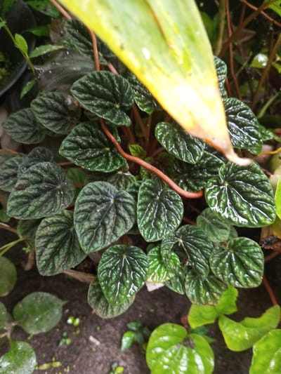 A close-up shot shows a Peperomia plant with dark green, textured, heart-shaped leaves. Water droplets glisten on the leaves, indicating recent watering or rain. A yellowing leaf is prominently featured in the foreground, blurring the view. The reddish-brown stems contrast with the foliage. Other green plants surround the peperomia, suggesting it is part of a larger garden. The ground is visible with varying shades of green.