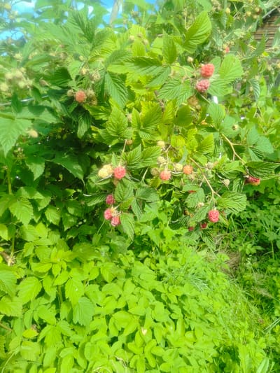 In Kashino, Russia, this image captures a close-up view of a raspberry bush on a sunny day. The bush is laden with numerous raspberries in various stages of ripeness, ranging from pale green to vibrant red. Many of the berries are clustered together on branches, some partially obscured by the lush green leaves. The background is filled with more foliage and a hint of a wooden structure, suggesting a garden or natural setting. The lighting indicates bright daylight, casting natural shadows and highlighting the textures of the leaves and berries.