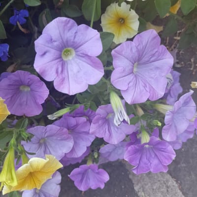 The image displays a close-up view of a cluster of petunia flowers, predominantly in shades of purple and lilac, with one yellow petunia visible. The flowers are in various stages of bloom, with some fully open and others partially closed. The petals are delicate and trumpet-shaped, with visible veins. Some of the flowers have a light green or white center. Green leaves and stems are interspersed among the blooms, some of which are covered in fine hairs. A blurred background suggests a ground or pathway, possibly cobblestone or concrete, with some dry debris. The lighting is soft, with subtle shadows that highlight the textures of the petals and leaves. The image does not contain any people, actions, or interactions. It is a static composition focused on the botanical details of the flowers. The location provided, The Municipal District of Adare — Rathkeale, Ireland, is a geographical identifier and does not offer specific visual cues within the image itself.