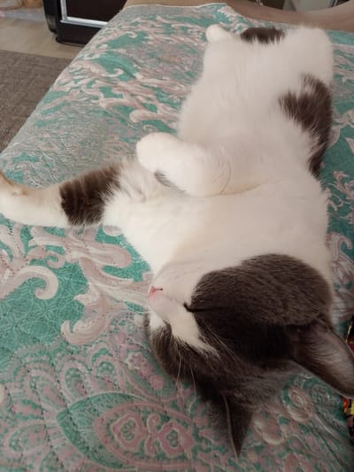 A white and gray cat is sleeping on its back on a patterned bedspread. The cat is in the center of the image, with its paws in the air. Its eyes are closed and its mouth is slightly open. The bedspread is teal with a white and pink paisley pattern. The background is blurred, but appears to be a room with furniture. This scene is not located in Nefteyugansk, Russia.