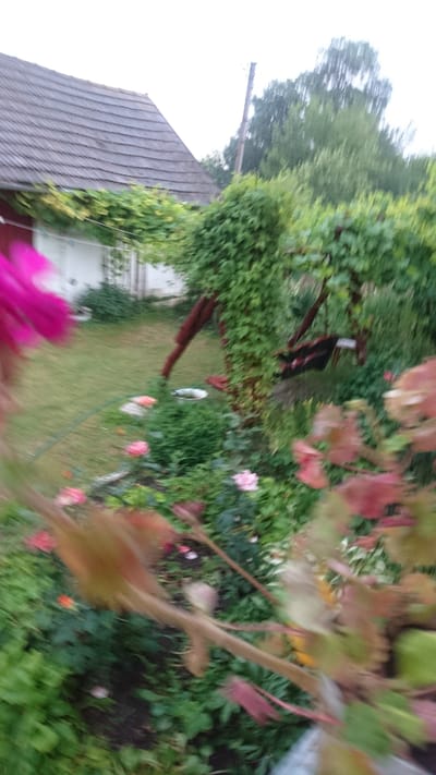 The image depicts a slightly out-of-focus view of a garden area, likely in Dvirets, Ukraine, with a house visible in the background. The house has a shingled roof and white walls, with green vines growing over it. A garden with various plants, including roses and other greenery, occupies the foreground and midground. In the center of the image, a rustic swing set structure covered in ivy is visible, with what appears to be a black fabric or object draped over it. The overall impression is a serene, overgrown garden scene.