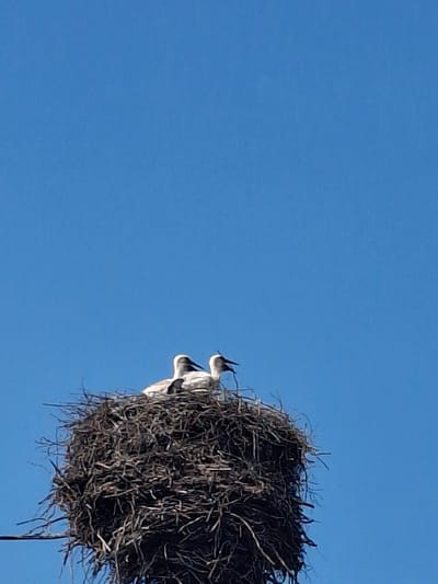 Two storks are perched in a large, twig nest against a clear blue sky. The nest appears to be constructed on top of a man-made structure, possibly a utility pole, as evidenced by a wire visible in the lower left corner of the image. The storks are primarily white with black markings on their wings and beaks. One stork is looking to the left, while the other is facing forward with its beak open. The image captures a peaceful moment of nature within an urban or semi-urban environment.