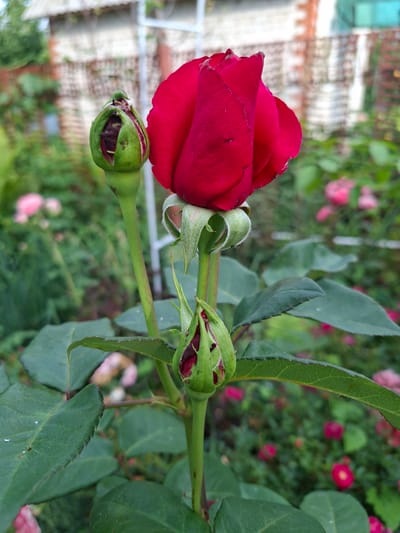 In the city of Lesnaya Byl', Russia, a close-up, eye-level, outdoor shot focuses on a vibrant red rose bloom with three buds. The rose is in sharp focus, displaying deep red petals with slight imperfections. Two of the buds are tightly closed, green, and pointed, while a third, slightly larger bud is partially open, revealing hints of red. The rose plant has lush green leaves, some with serrated edges, that are also in focus. The background is blurred, showing a garden setting with more green foliage and out-of-focus pink flowers. In the far background, a portion of a brick building and a white structure are visible. No people or animals are present in the scene. The lighting suggests it is daytime.