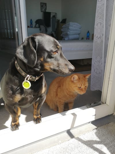 A black and tan Dachshund dog and an orange tabby cat are the central subjects, positioned together by an open glass door bathed in bright sunlight. The Dachshund stands in the foreground, facing right with an alert and focused expression. It wears a black collar adorned with silver eyelets and a bright yellow, circular tag. Its fur is predominantly black with tan markings on its legs and muzzle.
Behind and to the right of the dog, an orange tabby cat sits calmly on the indoor floor, also looking outwards through the open doorway. The cat has short, ginger-colored fur and appears relaxed, with its eyes slightly narrowed.
The scene captures a moment of observation as both pets gaze out from what appears to be an interior room towards an outdoor area. The doorway consists of a white frame, likely a sliding glass door, with a lock mechanism visible on the bottom track. Strong natural sunlight from outside illuminates the scene, casting sharp shadows on the light-colored floor and a white, textured rug or carpet just beyond the threshold.
The interior background, visible through the door, suggests a bedroom or living space. It contains a white bed frame with a mattress, a stack of white pillows, a blue plastic bottle, a framed picture on the wall, and some clothes hanging on a rack or draped over furniture. A white lace curtain with a floral pattern hangs beside the door.
The bright lighting indicates it is daytime with sunny weather. There is no visible text in the image. The location context for this media file is Pardubice, Czechia.