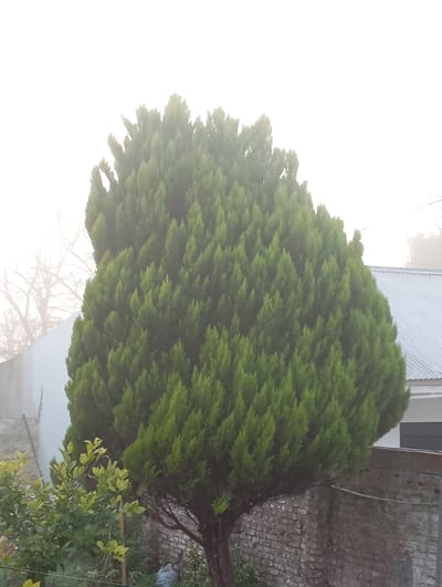 The image shows a large, cone-shaped evergreen tree with vibrant green foliage. The tree is the dominant subject, filling most of the frame. To the left of the evergreen, there is a smaller tree with lighter green leaves. In the background, a white building and a corrugated metal roof are visible. A brick wall runs horizontally across the lower right portion of the image. Bare tree branches can be seen faintly through a hazy sky on the left side. The overall atmosphere is subdued, suggesting a cool, possibly misty or foggy day. The soft lighting and lack of harsh shadows indicate it might be early morning or late afternoon. The setting appears to be a residential area, given the presence of buildings and a garden. There is no visible text in the image.