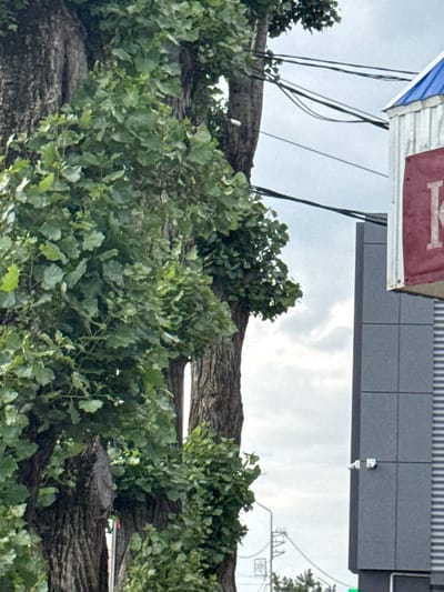The image displays a close-up view of the side of a building in Rozhdestvenskaya, Russia, adjacent to a large tree with lush green foliage. The building, constructed with dark gray tiled panels, has a modern appearance. Two security cameras are visible mounted on the building's exterior. To the right of the building, a portion of a sign with a red background and a white letter "K" is partially visible, suggesting it's part of a business establishment. Overhead, a network of electrical wires crisscrosses the sky, which is overcast. The foreground is dominated by the thick, textured bark of a tree and its dense leaves, obscuring a significant portion of the background.