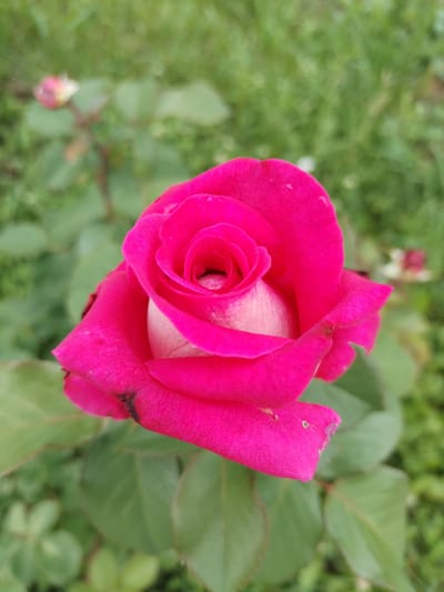 A close-up, high-angle shot features a vibrant, hot pink rose in full bloom. The rose is positioned slightly off-center, with its petals unfurling to reveal a lighter pink to white center. The petals are smooth and velvety, with a few small water droplets visible on their surfaces. The background is softly blurred green foliage, suggesting an outdoor garden setting. The overall impression is one of natural beauty and delicate detail. The photograph was taken in the village of Akberdino, Russia.