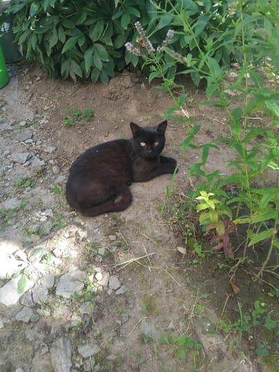 A black cat with yellow eyes is lying on the ground in a garden area. The cat is positioned in the center of the image, facing towards the viewer. Around the cat, the ground is a mix of dirt, small stones, and sparse green vegetation. In the background, there are large green leafy plants and some smaller flowering plants with pale purple blossoms. The scene appears to be outdoors on a sunny day. This image was taken in Hvozdiv, Ukraine.
