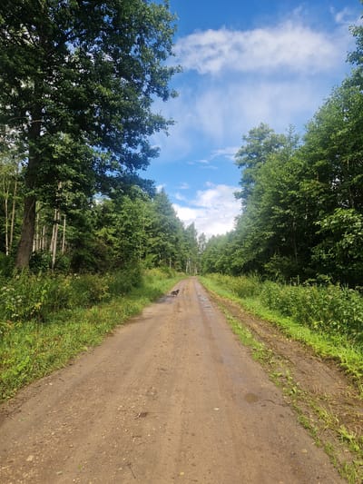 A dirt road winds through a forest under a blue sky with scattered white clouds. Dense green trees line both sides of the road, with some taller trees visible in the background. The road surface is uneven, with patches of mud and small puddles. In the distance, a small, dark-colored dog is visible walking on the road. The vegetation is lush and green, with tall grass and various plants growing along the edges of the road. The scene appears to be in a rural or natural setting, possibly a forest in or near Kelasovka, Latvia.