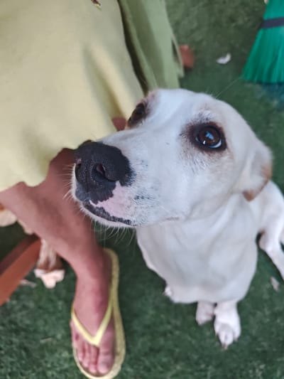 The image depicts a close-up view of a white dog with brown markings on its head and face, looking upwards. The dog's nose is black with some pink patches. Behind the dog, a person's legs are visible, one of which is wearing a yellow flip-flop sandal. The person is wearing a light yellow garment. The scene appears to be outdoors, with a green, artificial turf-like surface on the ground. A green broom with black bristles is partially visible in the upper right corner of the image. The lighting suggests it is daytime. The image is a candid shot, possibly taken in a backyard or park. There is no indication of the specific location within Fumane, Italy, beyond it being an outdoor setting.