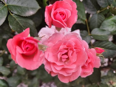 The image shows a close-up of several pink roses in bloom, with green leaves and blurred foliage in the background. The lighting is soft and natural, highlighting the delicate petals of the flowers. There is no indication of any specific location within the city of Beglatoy, Russia, or any people or actions depicted.