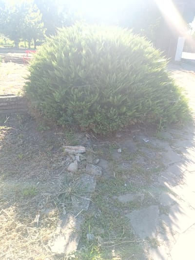 In the city of Venets, Bulgaria, a sun-drenched outdoor scene features a large, lush green shrub occupying the central portion of the frame. The shrub appears to be well-maintained, with its foliage dense and uniform. To the left of the shrub, remnants of a red structure, possibly a bench or a piece of playground equipment, are visible amidst dry grass and patchy dirt. Behind the shrub, a bright sunbeam emanates from the upper right, casting a strong glare and obscuring details of trees and a white pillar in the background. The ground in front of the shrub is a mix of dry grass, dirt, and scattered stones and debris, with a section of paved walkway, likely stone slabs, visible to the right and extending into the lower right corner of the image. The overall impression is one of an outdoor public space, possibly a park or garden, on a bright, sunny day.