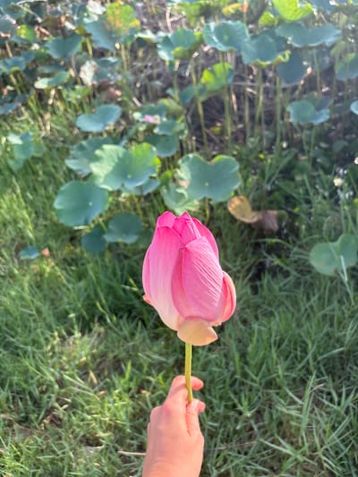 A person's hand is holding a pink lotus flower bud with green stems and green lily pads in the background. The image appears to be taken in a pond or water body. The background is out of focus, showing green grass and more lily pads. The lighting suggests it is daytime with natural sunlight. The overall scene depicts a close-up view of a lotus flower in a natural aquatic environment. There is no specific identifiable landmark in Ham Thuan, Vietnam visible in this image.
