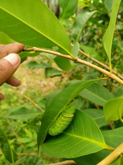 A vibrant green caterpillar rests on a glossy green leaf. Its body appears fuzzy, with hints of yellow markings. A hand touches another leaf nearby. The leaves, belonging to a tree or shrub, are lance-shaped with distinct veins. A thin, brown branch supports the leaves. The background shows blurred greenery and glimpses of earth, suggesting an outdoor setting.