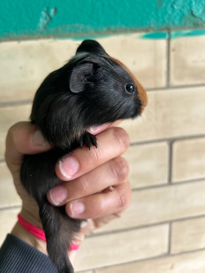 A person's hand holds a young guinea pig. The guinea pig is predominantly black with a patch of tan fur on its face. It has small ears and whiskers. The hand is cupped around the guinea pig's body, with fingers and thumb visible. The background consists of a light-colored brick wall and a teal-colored band, possibly a painted stripe or a wall section. The lighting suggests an outdoor or well-lit indoor environment. The scene is likely a casual setting, perhaps a home or a park, in the city of Пекалінскі сельскі Савет, Belarus.