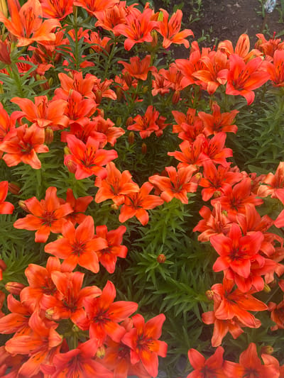 This is a close-up, high-angle photograph of a dense cluster of bright orange tiger lilies. The flowers are in various stages of bloom, with some fully open and others still in bud. The petals are vibrant and unfurled, revealing dark stamens at the center. The lilies are interspersed with lush green foliage. The background is slightly out of focus, showing hints of dark soil and more greenery, suggesting an outdoor garden setting. There are no people or animals visible in the image. The lighting appears natural, likely daylight, casting subtle shadows that highlight the texture of the petals. The overall impression is one of abundant natural beauty and vibrant color. This scene could be found in a garden anywhere, including but not limited to, the vicinity of Новокатаево, Russia.