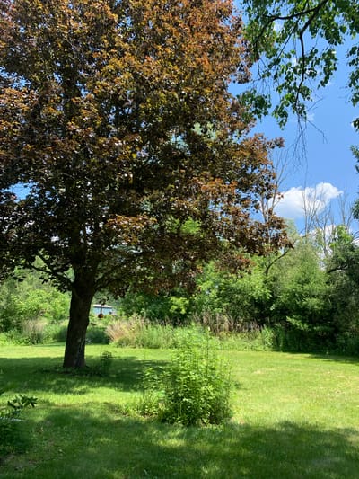 The media file displays an outdoor scene in Arkville, United States of America. The primary subject is a large tree with dark reddish-brown foliage, positioned in the foreground and to the left of the frame. Its trunk is thick and textured, with substantial branches extending outwards. Behind the tree, a lush green lawn dominates the right side of the image, showing distinct shadows cast by the sun, suggesting it is midday.

The background features a dense collection of various trees and shrubs, creating a natural, verdant environment. The sky is visible through the branches of the tree and above the foliage, appearing bright blue with a few scattered white clouds, indicating fair weather. In the middle ground, partially obscured by the foliage and further back in the scene, a small, light-colored structure that appears to be a shed or utility building is visible. A small, round orange object is mounted on a pole near the tree trunk, possibly a bird feeder or decorative item.

The overall impression of the scene is one of a peaceful, natural setting on a sunny day. There is no visible text in the image.