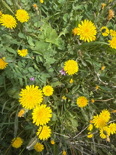 The image shows a dense field of yellow dandelion-like flowers blooming amidst green foliage, likely a meadow or field in Bardenas Reales, Spain. The flowers are of varying sizes, some fully open, while others appear to be in bud or past their prime. The background is a mix of green leaves and stems, with some dry, brown plant matter visible. One small purple flower is visible amidst the yellow. The lighting is natural daylight.
