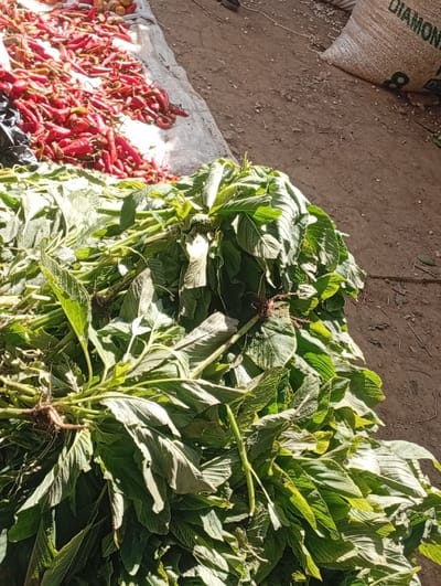 The scene depicts a produce display in a market setting within Wamba, Nigeria. In the foreground, a substantial quantity of fresh, dark green leafy vegetables, consistent with amaranth, is piled directly on the brown dirt ground; some bunches display visible root systems. To the left, a large collection of elongated red chili peppers is spread over a white ground cover, possibly a tarp or sack, with a portion obscured by a black plastic sheet. A few small, light-colored, round vegetables are interspersed with the peppers. In the upper right background, a white woven sack, partially visible, bears the inscription "DIAMON" and contains granular material. The ground consists of uneven brown earth, and the entire area is illuminated by bright natural light. No individuals are present in the frame.