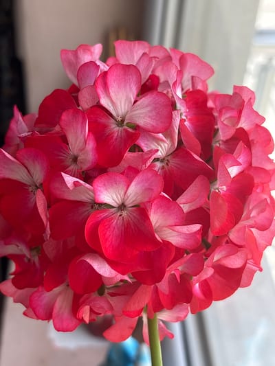 A close-up photograph displays a cluster of red and pink geranium flowers. The petals exhibit a two-tone coloration, transitioning from a light pink edge to a deeper red center. The flowers are densely packed, forming a spherical shape. A green stem is visible on the right side of the flower cluster. The background appears to be a window with diffused light. The location is unknown and there is no evidence to suggest this image was taken in Aidemir, Bulgaria.
