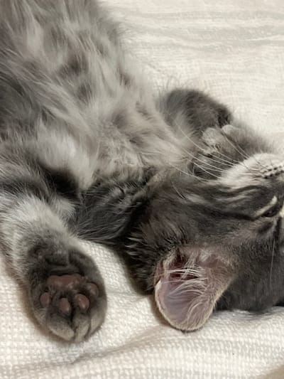 An overhead, close-up shot shows a grey cat sleeping on its back on a textured, light-colored blanket. The cat's body is mostly out of frame, but its face, one paw, and part of its torso are visible. The cat's fur is long and fluffy, with darker grey markings. Its eyes are closed, and its ears are relaxed. The paw in focus is its left front paw, which is tucked under its chin, revealing its pink toe beans. The background is the blanket the cat is sleeping on, which has a woven pattern. The scene appears to be indoors, as suggested by the lighting and the presence of the blanket. The location in the city of Здоровье-2 Снт, Russia, is not discernible from the image itself.
