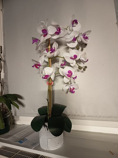 An artificial white orchid plant with purple accents stands in a black and white striped pot on a white windowsill. The orchid has multiple blooms and buds on thin stalks. To the left of the orchid, a real green plant in a dark green pot is partially visible. Documents are laid out on the windowsill beneath the plants. The background is a plain, textured grey wall. The image appears to have been taken indoors, possibly in a residential setting in Schimsheim, Germany. There are no people or animals present in the image.