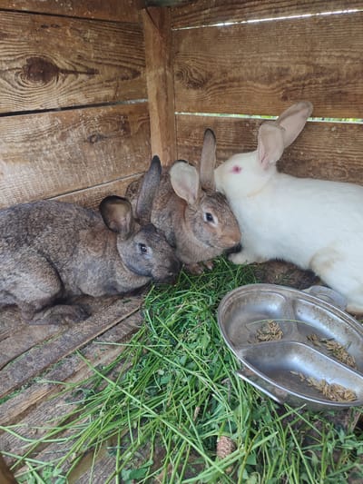 This is a medium-shot, eye-level, outdoor photograph of three rabbits in a wooden enclosure in Velykyi Zhytyn, Ukraine. The enclosure has a wooden floor and wooden walls with horizontal slats. The rabbits are a mix of brown and white. On the left is a large brown rabbit, facing left with its head turned towards the center. Next to it and slightly behind is a smaller brown rabbit, facing right. To the right of the brown rabbits is a white rabbit with red eyes, facing left and resting its head on the back of the brown rabbit. A metal feeding dish containing some dry grain is positioned in the foreground, surrounded by a pile of fresh green grass. The overall scene depicts a rural or farm setting.