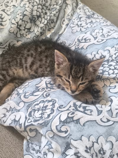 A tabby kitten is sleeping on a patterned pillow. The kitten is lying on its side with its eyes closed and its paws tucked in. The pillow is light blue with a white and gray floral pattern. The background is a muted brown color, likely a couch or blanket. The image is taken from a top-down perspective. There are no people or other animals visible in the image. The setting does not provide information about a specific location in Răuțel, Moldova.