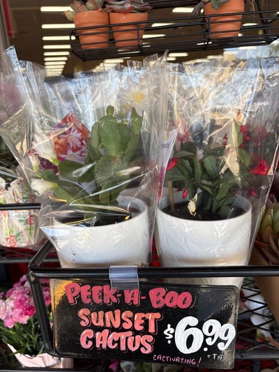 This image displays two potted holiday cacti (Schlumbergera), likely on sale in a retail environment such as a plant nursery or garden center. The plants are presented in white, textured pots and individually encased in clear plastic bags, resting within a black metal display rack.
The upper plant features vibrant red flower buds, while the lower plant exhibits white or light yellow flowers and buds, both with characteristic green, segmented leaves. A colorful informational tag with images of flowers is partially visible through the plastic wrapping of the bottom plant.
To the left, a section of the black metal rack holds several small, empty terracotta-colored pots, possibly for succulents, some of which are faintly visible. Blurry pink flowers can be seen in the background towards the bottom right, indicating other plant displays nearby.
A black rectangular sign is prominently attached to the metal rack on the right. The sign advertises "PEEK-A-BOO SUNSET CACTUS" in playful pink and orange lettering. A large price of "$6.99" is displayed in white, accompanied by smaller pink text that reads "CACTIVATING!" and "+TA," likely indicating that tax is additional.
The scene is brightly lit, suggesting it is daytime. The image itself is rotated 90 degrees clockwise, making the display appear on its side.