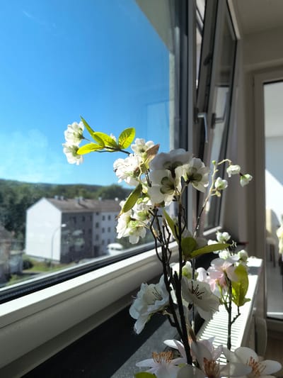 This image depicts a close-up view of artificial white cherry blossoms and green leaves positioned in front of a window. The window is open, allowing a glimpse of the sky and buildings outside. The sky is a clear, vibrant blue, suggesting a sunny day. The sunlight casts bright highlights on the flowers and the window frame.
The scene appears to be set indoors, near a window, possibly in a home or office. The artificial flowers are the primary focus, with their delicate petals and stems arranged on a dark branch. Behind the flowers, the window reveals a blurred view of buildings and greenery, hinting at an urban or suburban environment. The reflection on the window glass shows a white structure, possibly another building or a sign.
The time of day is indicated by the strong sunlight and shadows, suggesting it is daytime, likely morning or afternoon. The weather appears to be clear and sunny. No people are visible in the image. The overall mood conveyed is one of tranquility and brightness, with the artificial blossoms bringing a touch of nature indoors. There is no visible text in the image. The location context is Oberviechtach, Germany.