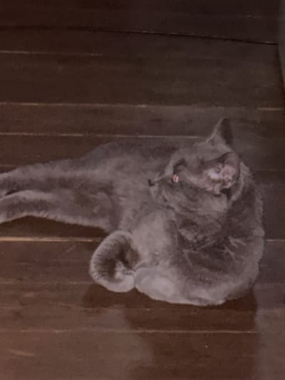 A medium shot shows a grey cat lying on a wooden floor. The cat is curled up with its head turned to the side, revealing one eye, which is reddish-orange. The cat's fur appears dense and soft. The wooden floor is composed of dark brown planks laid horizontally in the frame. There are no people or other objects visible in the scene. The image is slightly blurry, and the lighting is dim, suggesting an indoor setting. The location is Shebarshino, Russia.