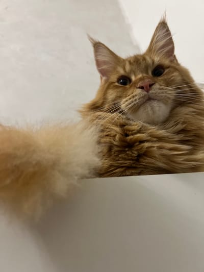A close-up, low-angle shot captures an orange tabby cat with prominent ear tufts, its fur appearing long and fluffy. The cat is positioned on a white surface, with its gaze directed upwards. The background is a plain, lightly textured white wall. The image provides a detailed view of the cat's facial features, including its eyes, nose, and whiskers, as well as its bushy tail. The lighting suggests an indoor setting. The location is not specified in the image or the provided crops.