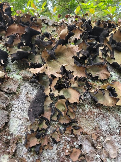 The image shows a close-up of lichens and other organic matter growing on a rock surface. The lichens are varied in color, with shades of black, brown, and green visible. Some of the lichens have a leathery texture, while others appear more crumbly. There are also small green leaves and twigs scattered among the lichens. The background is blurred, but suggests a natural environment with trees and foliage. The rock surface appears rough and textured, with patches of white and gray mineral deposits. The overall impression is of a natural, undisturbed ecosystem. The location is identified as Saint-Alban, Canada.