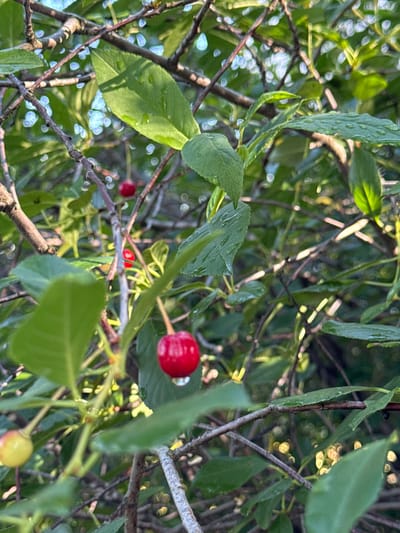 This media file depicts a close-up, vertical shot of a cherry tree branch laden with red cherries and green leaves. The scene is bathed in the warm, golden light of what appears to be either sunrise or sunset, casting dappled shadows and highlighting the dew drops on the leaves. The background is a blur of green foliage and the soft bokeh effect of light filtering through the branches, suggesting a natural, outdoor setting.

The primary subjects are the cherries, which are vibrantly red and appear ripe, with one particularly prominent cherry in the upper right quadrant of the image. Some cherries are partially obscured by leaves, while others are clearly visible. The leaves are a deep green, some showing the texture of veins and the glint of water droplets. The branches are thin and brown, creating a natural lattice structure. A single, pale yellow cherry is also visible towards the bottom right, indicating a mix of ripeness on the tree.

The activity is implied rather than explicit – the cherries are on the tree, suggesting they are growing or have recently ripened. There is no visible text or human presence. The overall mood is tranquil and natural, evoking the beauty of a fruit-bearing tree in its prime. The dew drops suggest recent rain or morning dew, and the golden light implies a specific time of day, likely early morning or late evening, enhancing the serene atmosphere. The location cues are minimal, but the context provided (Mursalimkino, Russia) suggests a temperate climate suitable for cherry cultivation.